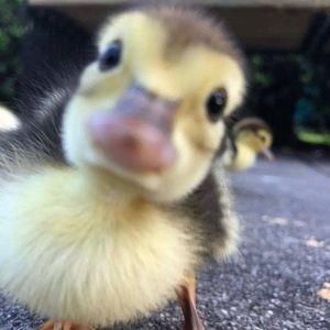 Meet your Posher, Isabella